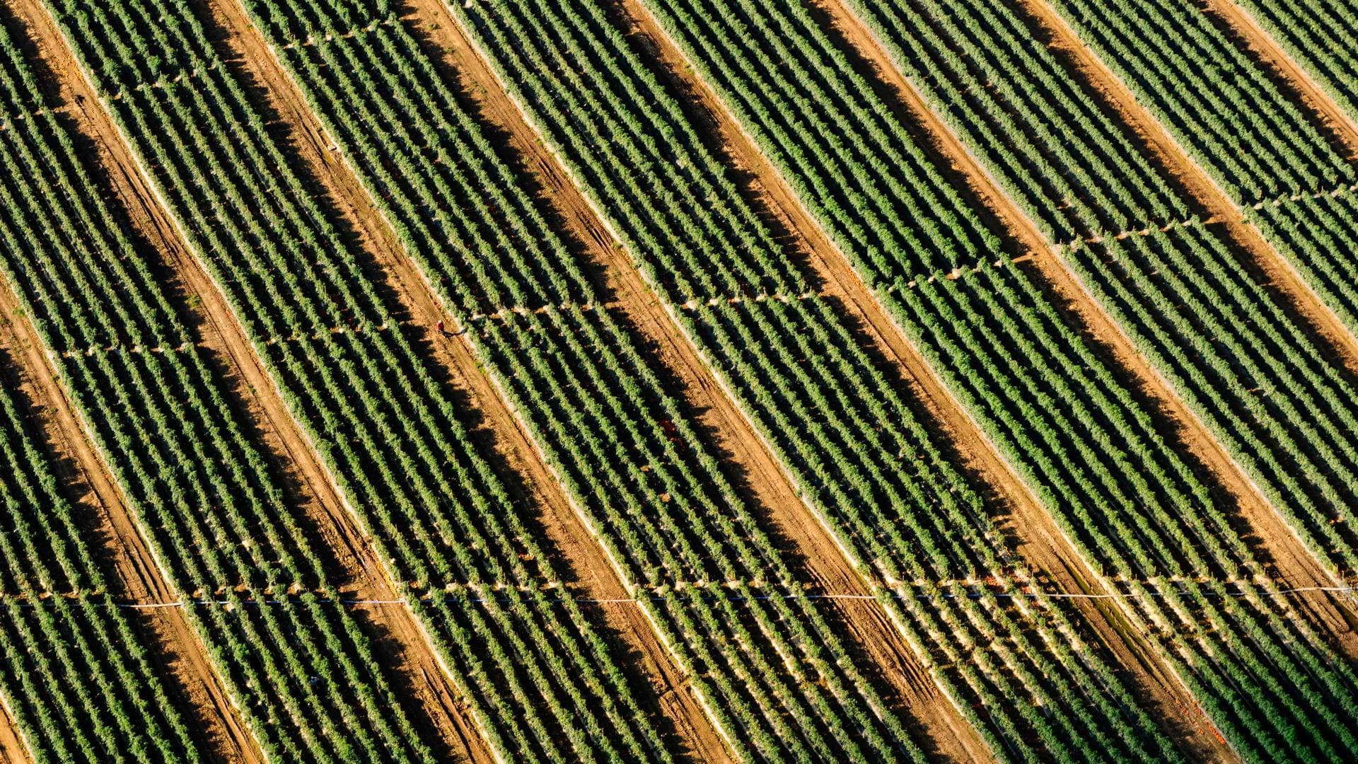 Tracking Snow Leopards in the Himalayas
