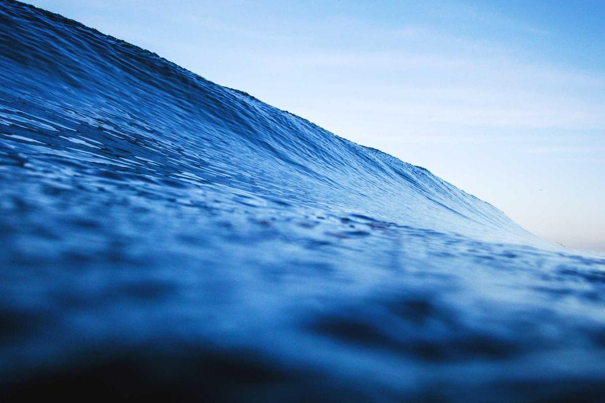 Emperor Penguin photo 3