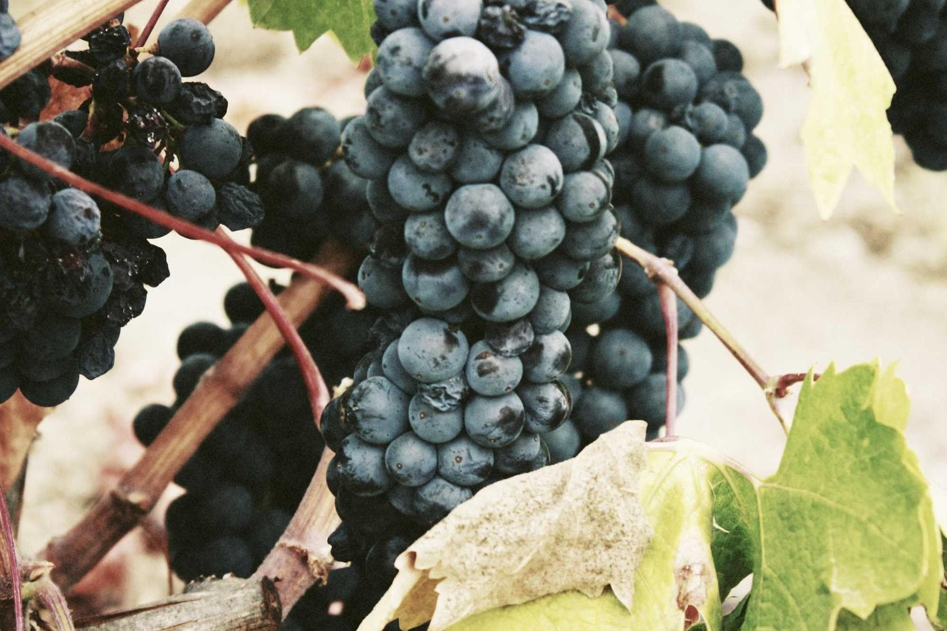 The Last Fishermen of Inle Lake