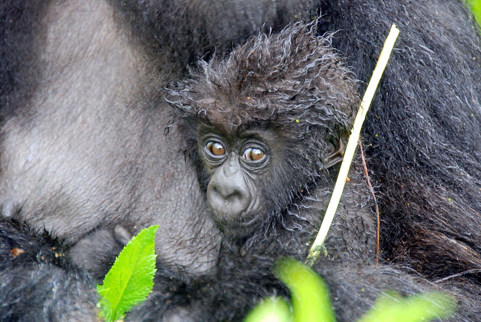 1-Day Chimpanzee Trekking Safari in Budongo Forest – Kaniyo Pabidi