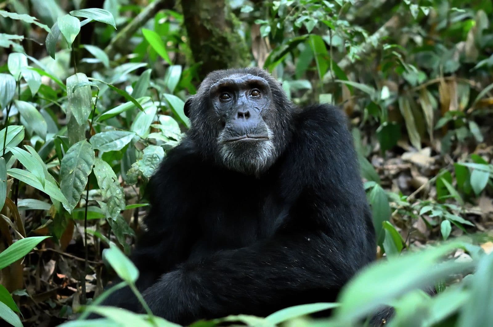 1 Day Ngamba Island Chimpanzee Sanctuary – Uganda