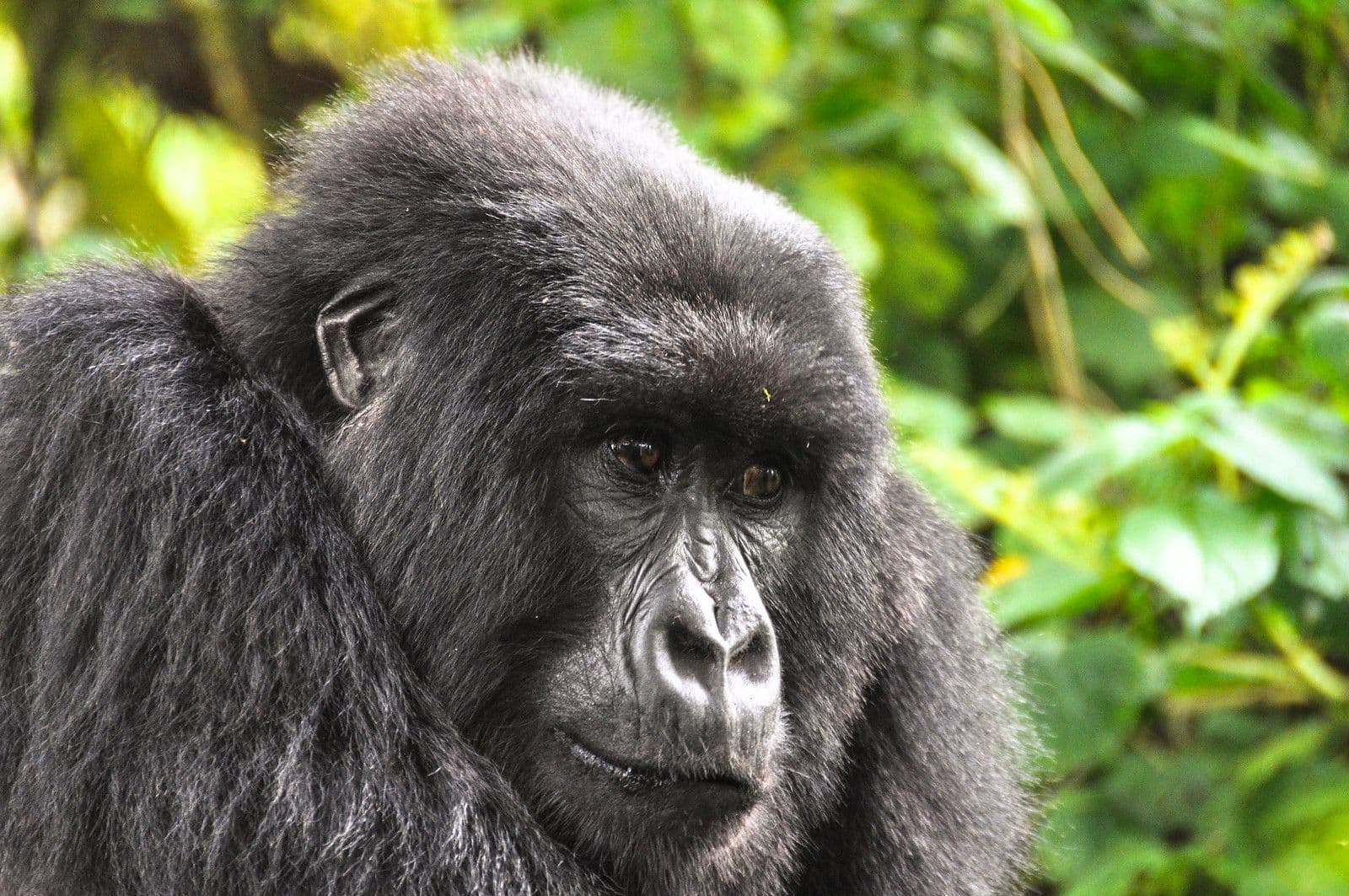 Bwindi Impenetrable Forest