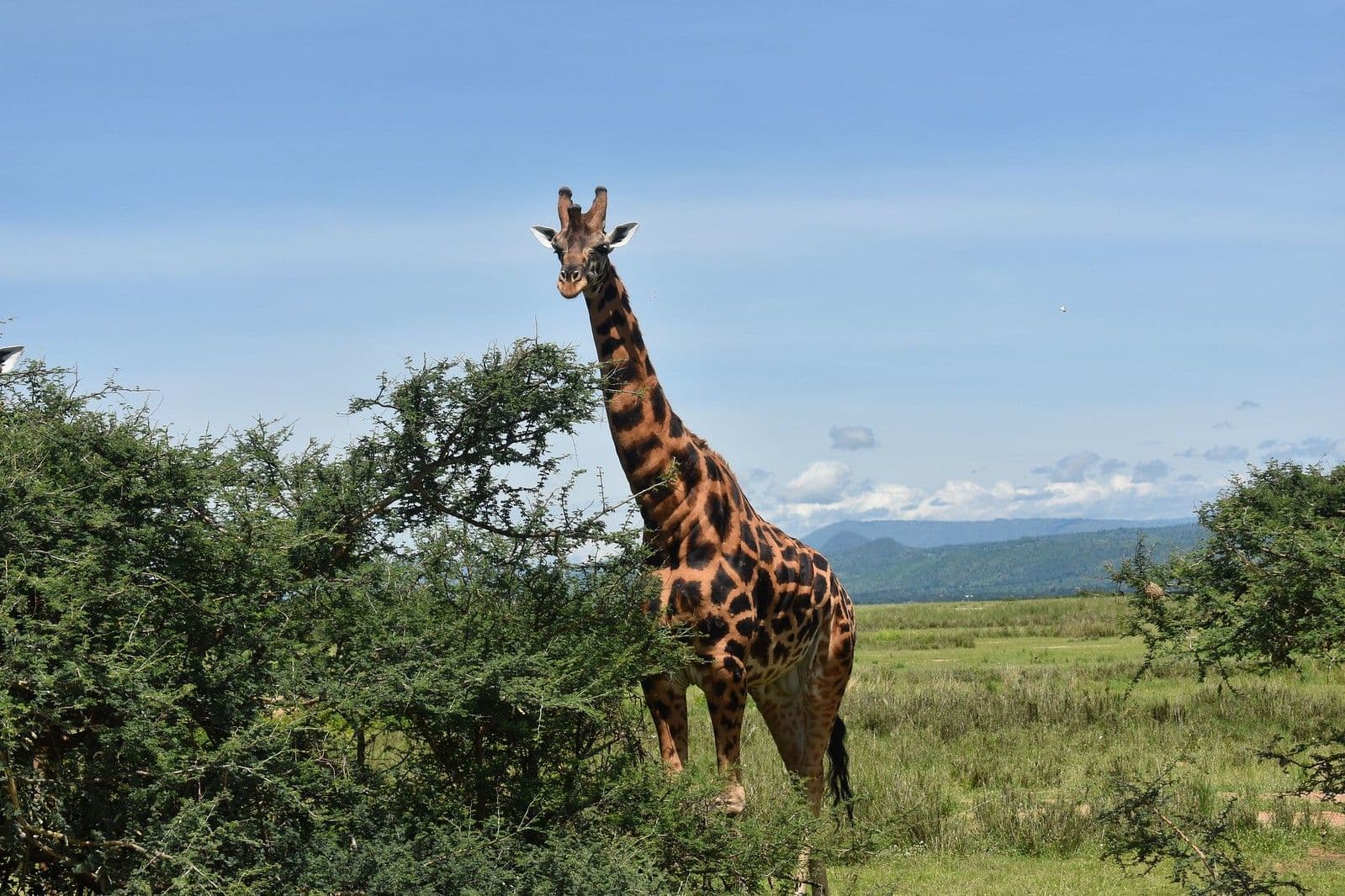 Murchison Falls National Park