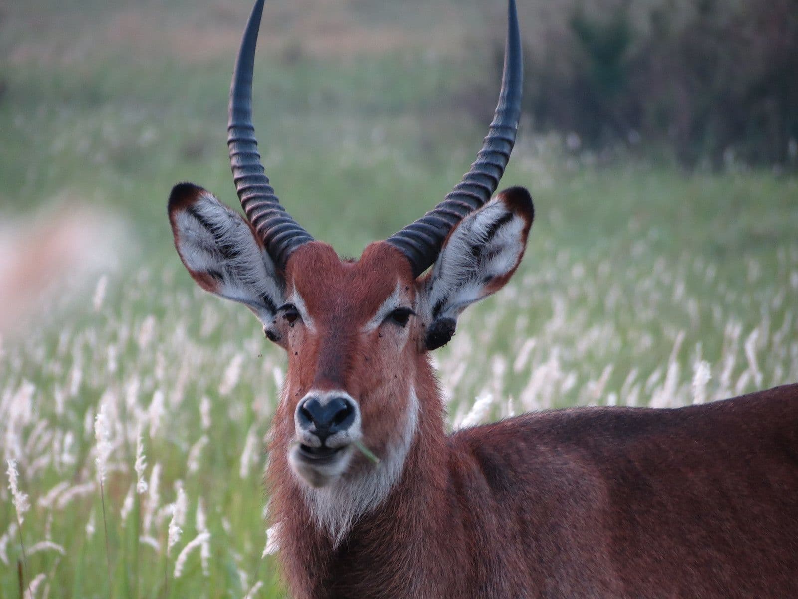 3 Day Lake Bunyonyi Honeymoon Safari Uganda – Romantic Uganda Safari Holiday