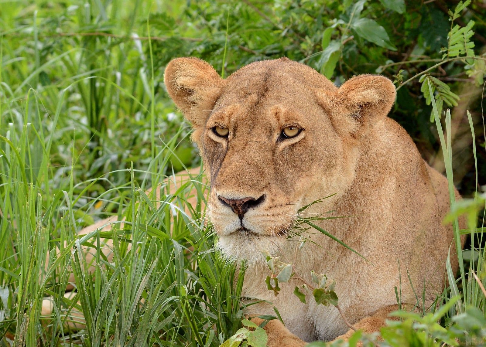 2 Days Day Queen Elizabeth National Park Safari – Uganda