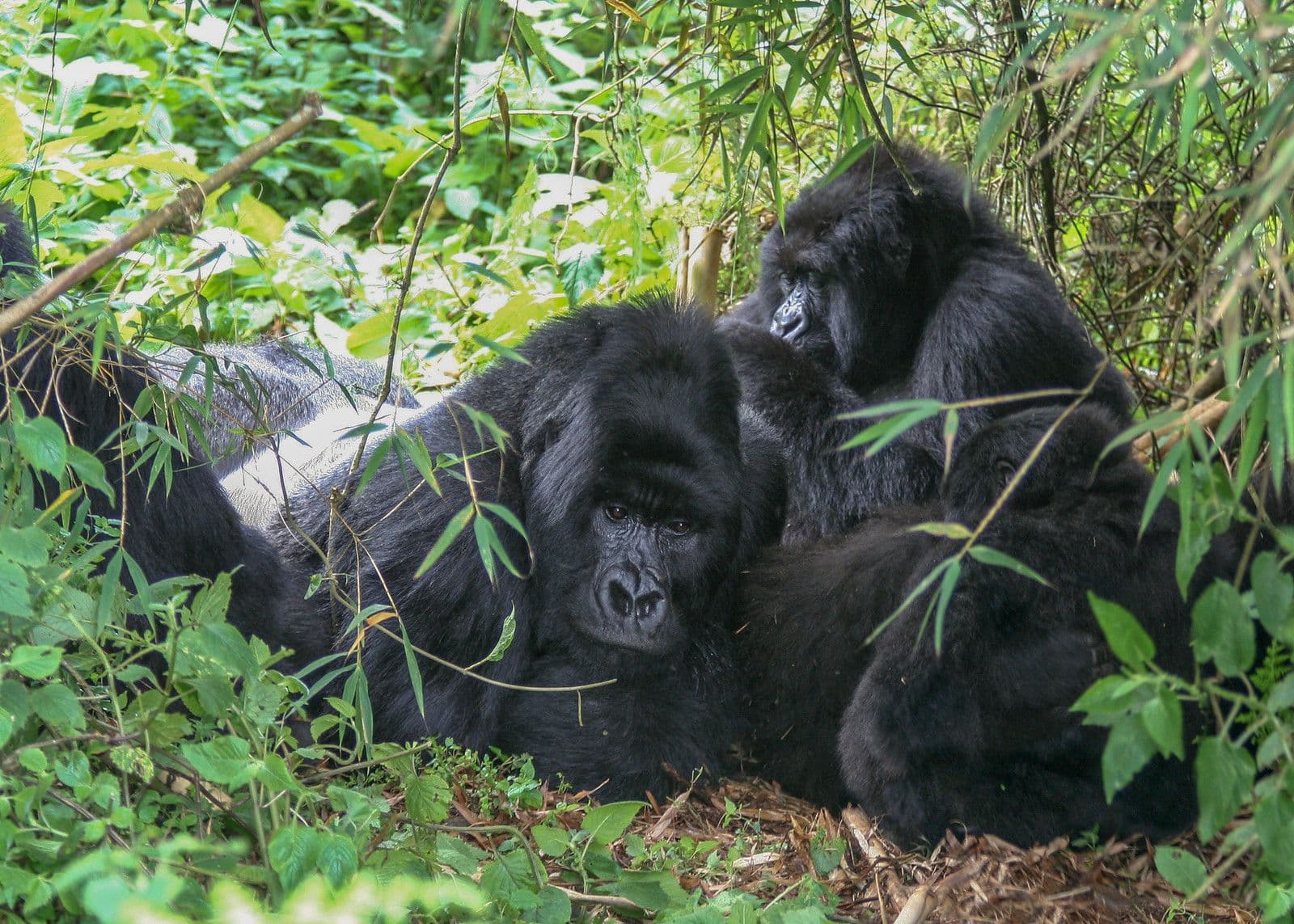 3 Days Fly-In Gorilla Safari Uganda – Luxury Gorilla Trekking Adventure in Bwindi Impenetrable National Park