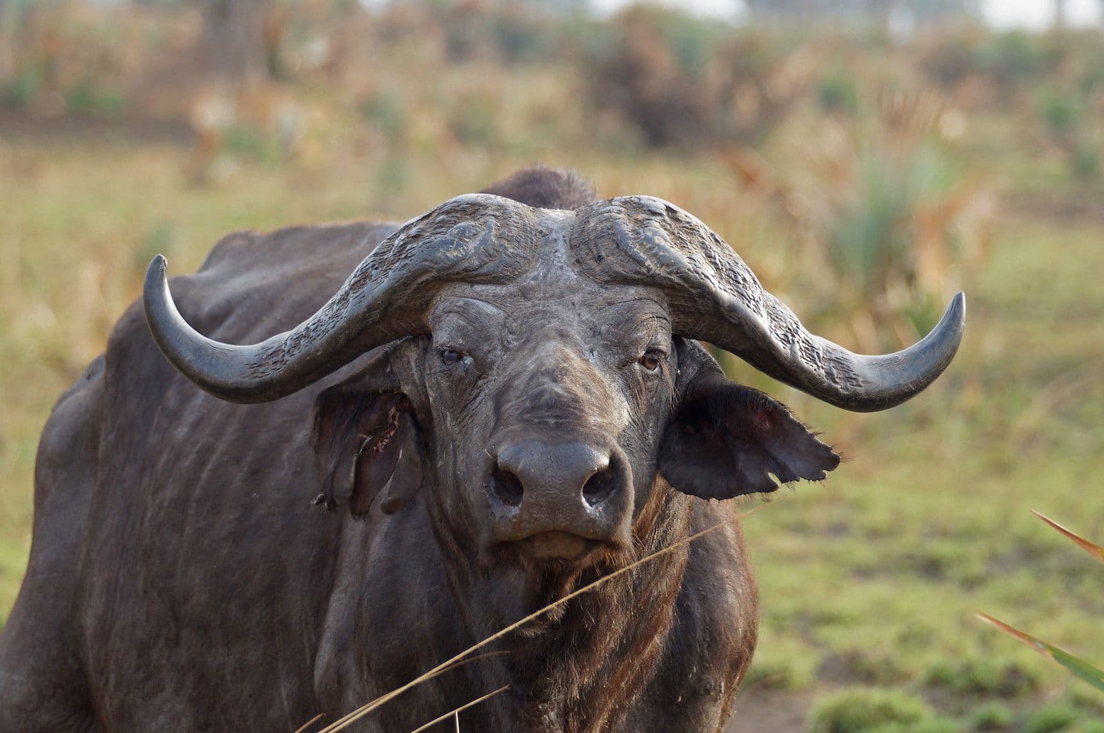3 Day Murchison Falls & Ziwa Rhino Three-Day Safari