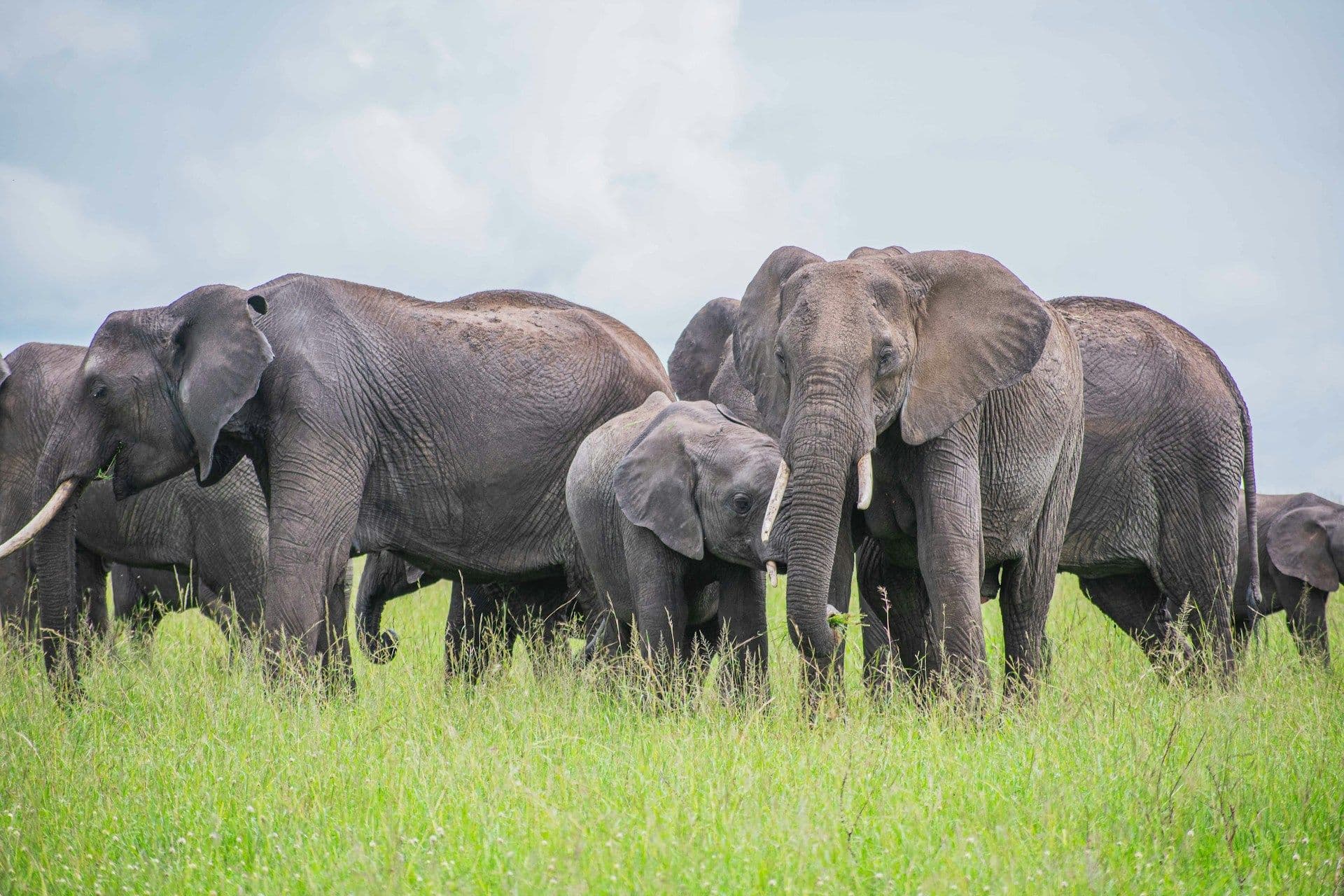 3-Day Queen Elizabeth National Park Safari Uganda – Wildlife, Boat Cruise & Big Game Experience