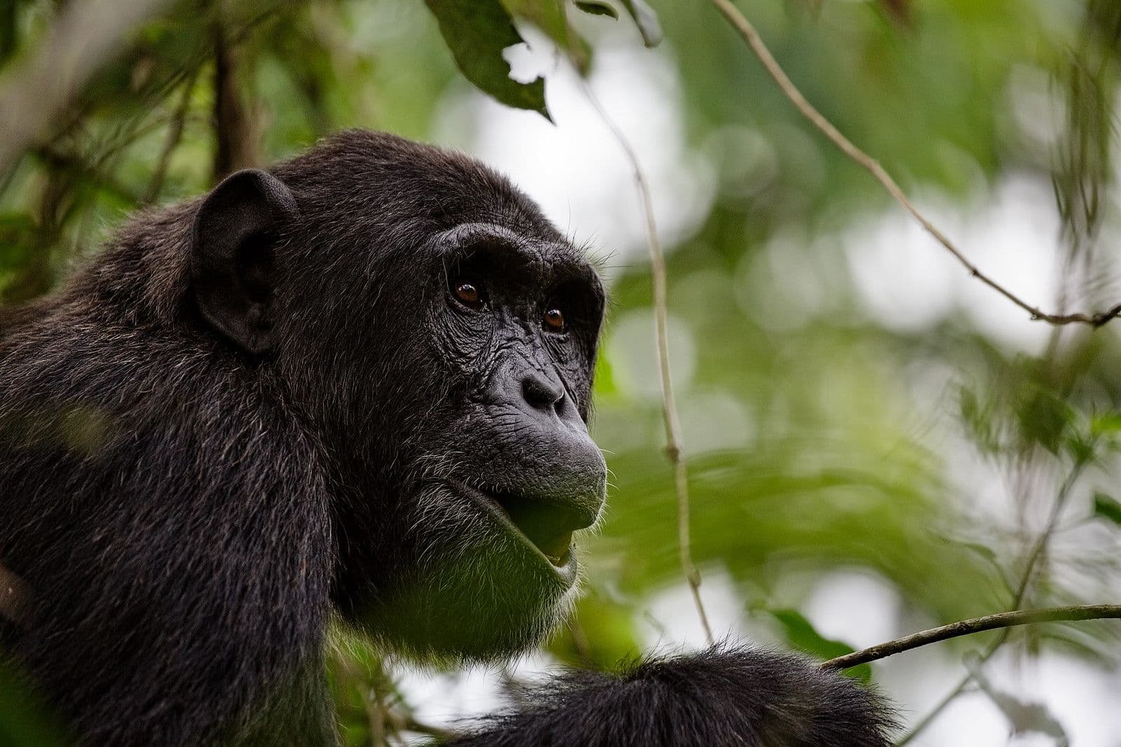 3 Days Chimpanzee Trekking Safari in Nyungwe Forest National Park, Rwanda