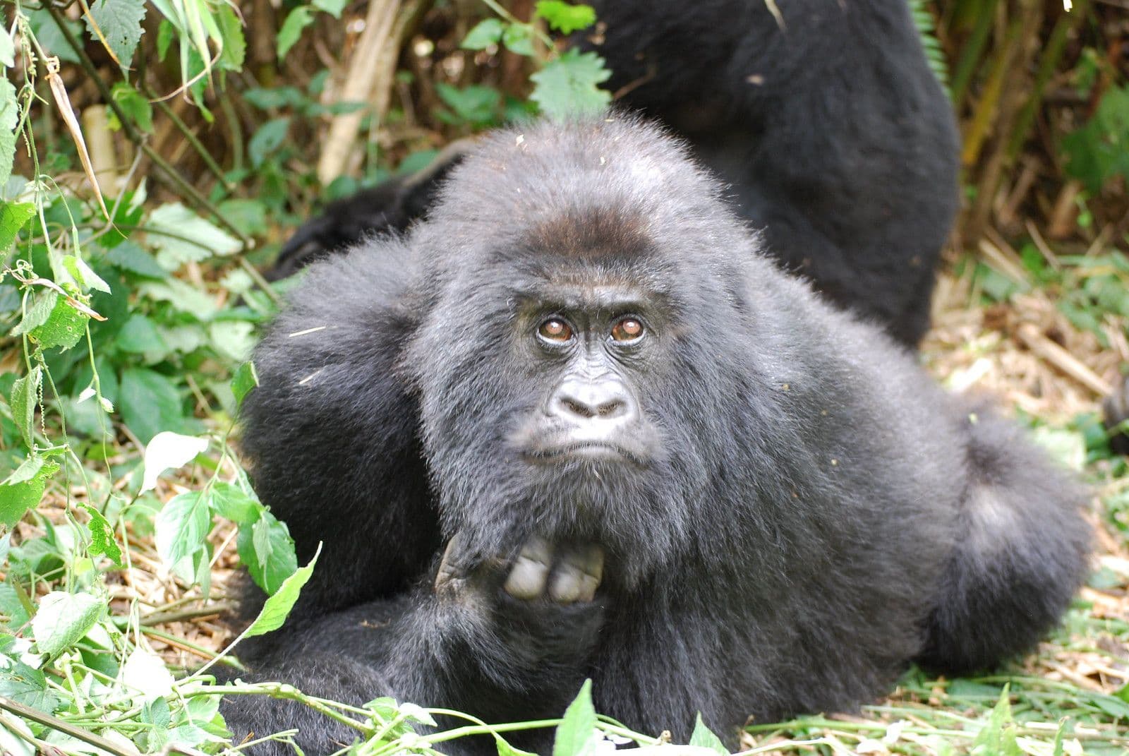 3 Days Rwanda Gorilla Trekking and Cultural Safari