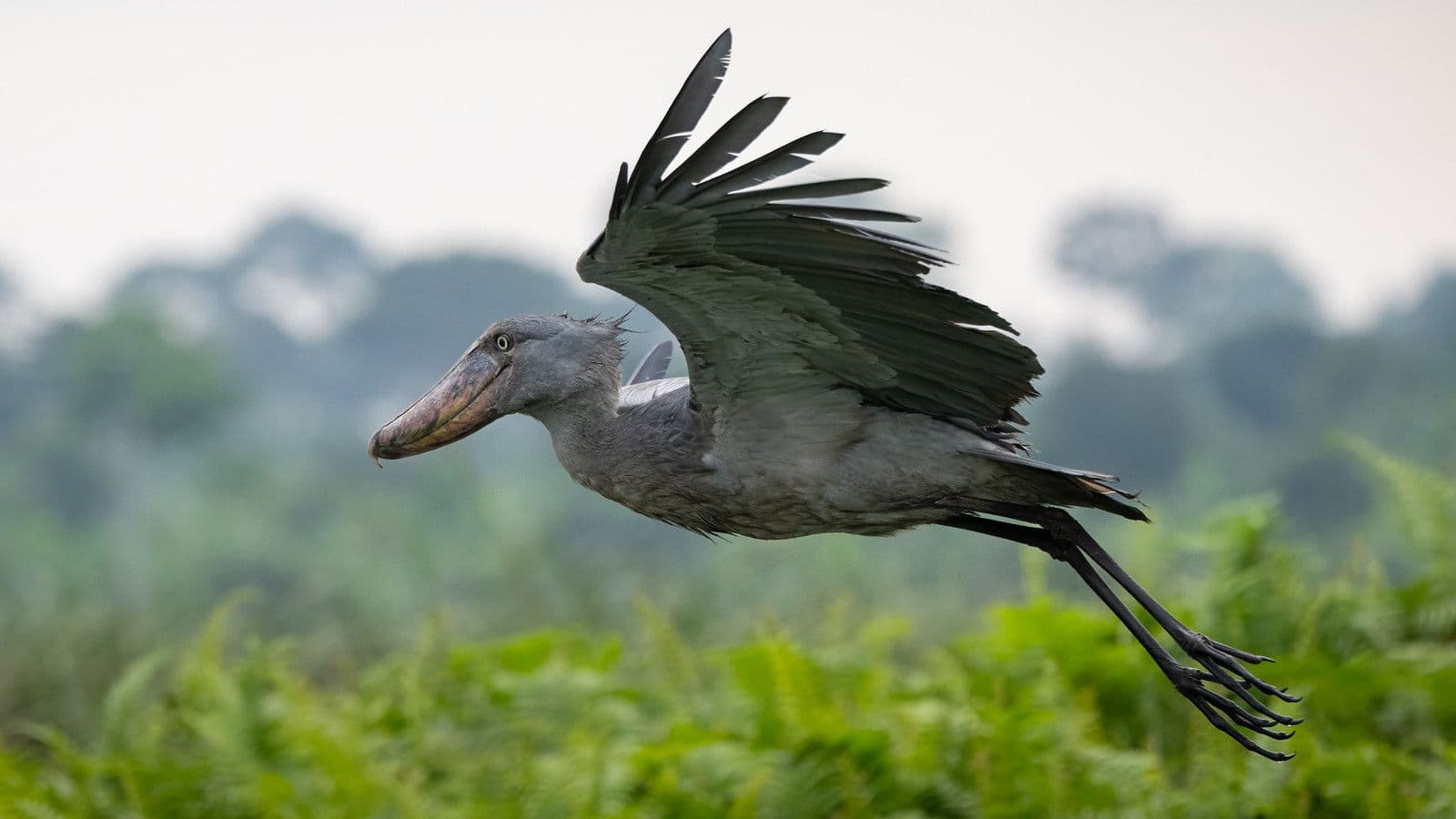 Uganda
