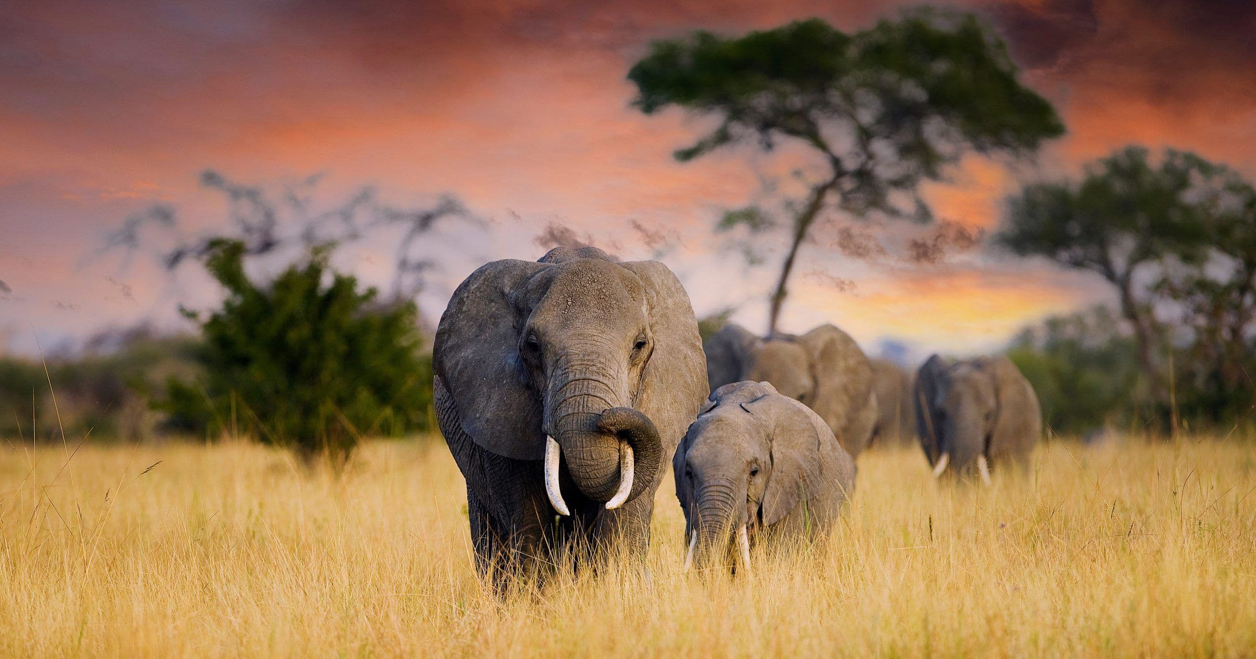Safaris across the continent.