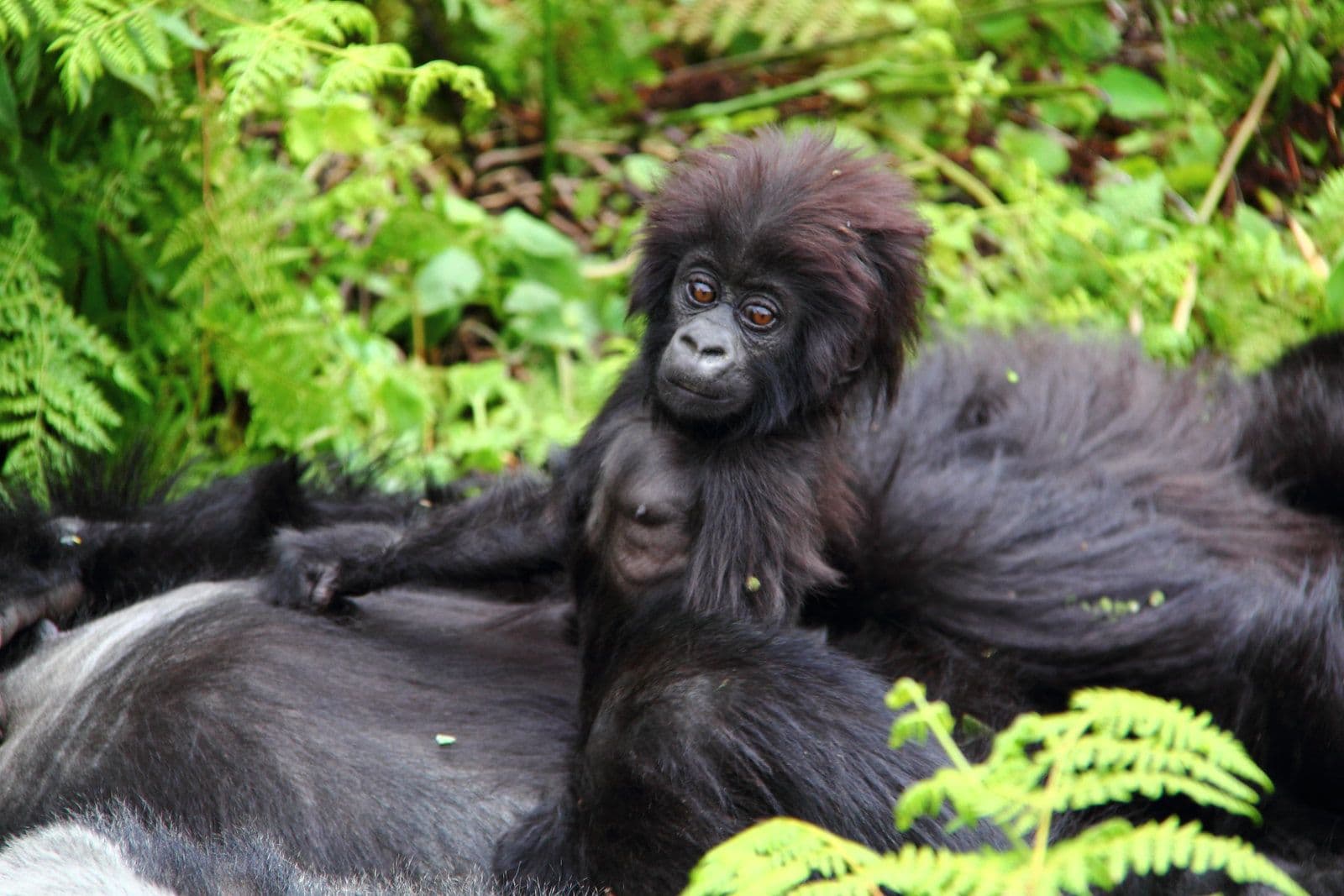 🦍 1-Day Gorilla Trekking Tour in Rwanda | Ultimate Gorilla Encounter Adventure