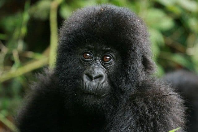 2 Days Fly-in Rwanda Gorilla Trekking Safari