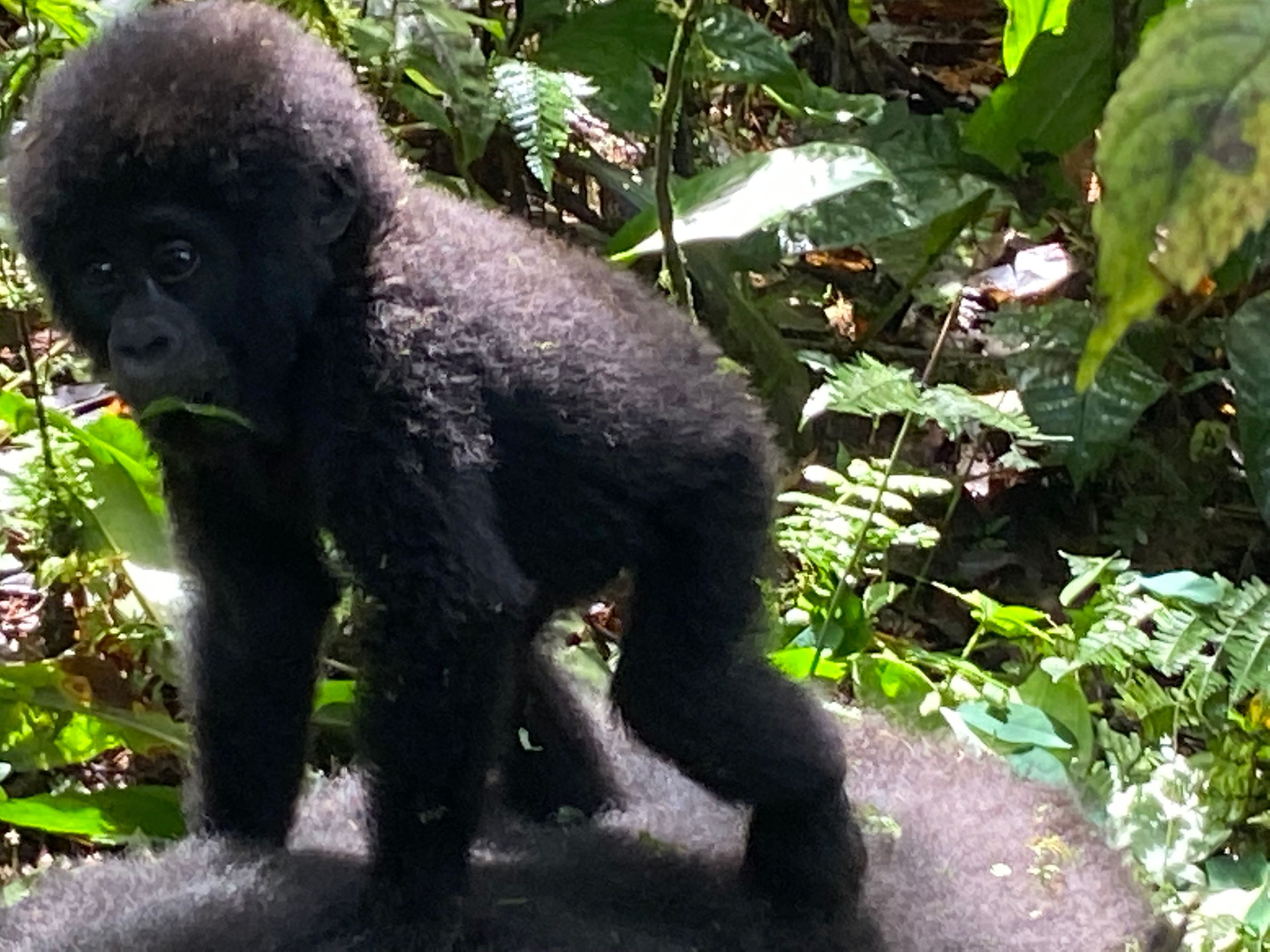 4 Days Rwanda Gorilla Trekking Safari