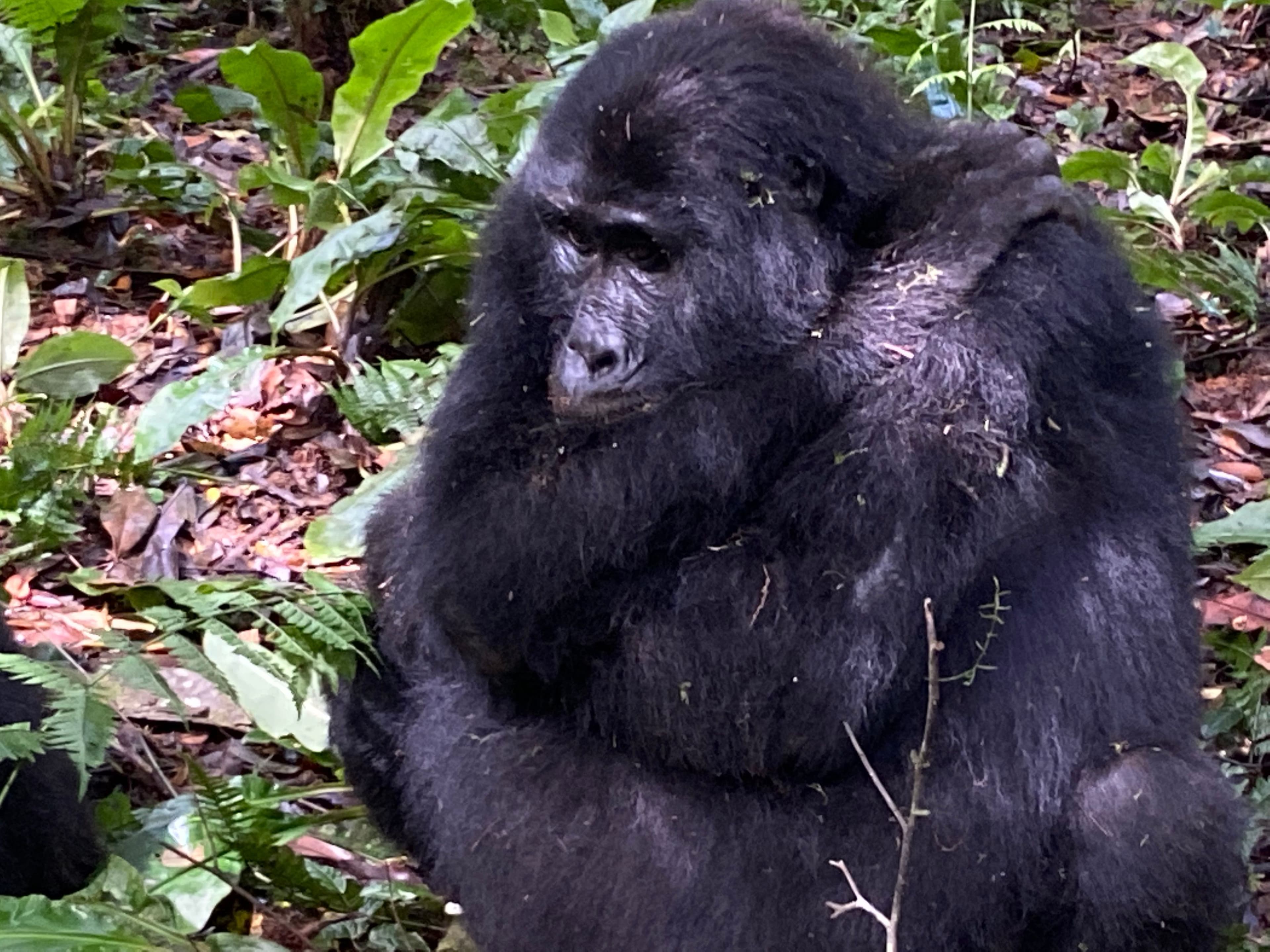 4 Days Rwanda Gorilla Trekking and Golden Monkey Safari