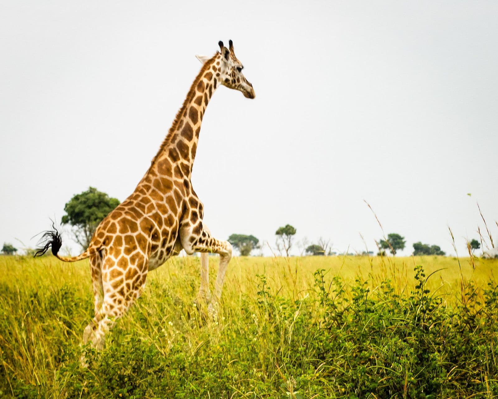 Giraffes Return to Ajai: A Quiet Landmark for Uganda's North